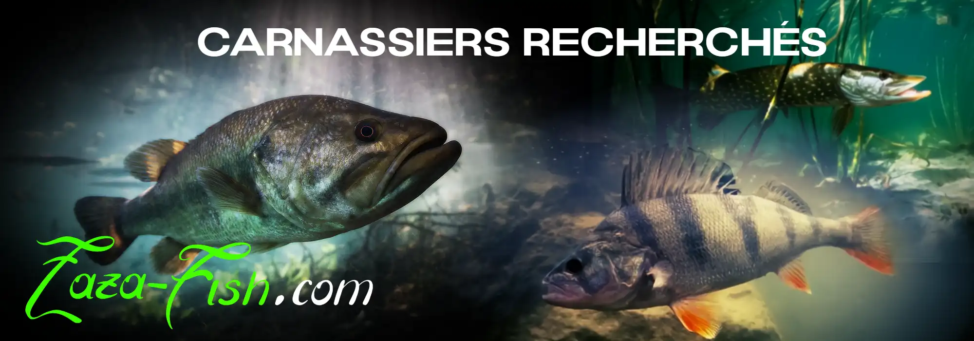 Le Megabass X-80 Jr, un minnow parfait pour la perche, le black bass et la truite