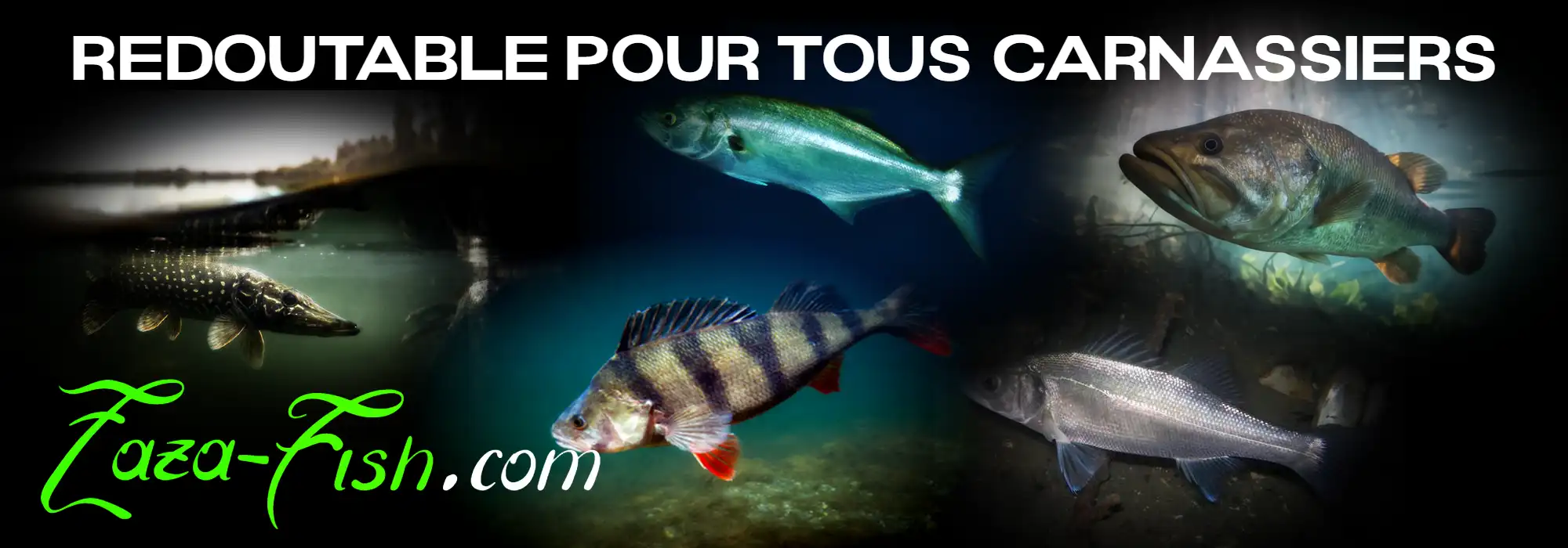 Espèces ciblées par le Megabass X-NANAHAN SW : bars, brochets, perches et aspes