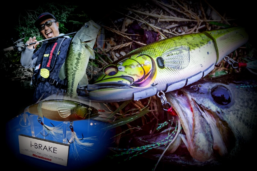 Black bass capturé post spawn avec Megabass I-BRAKE swimbait eaux claires