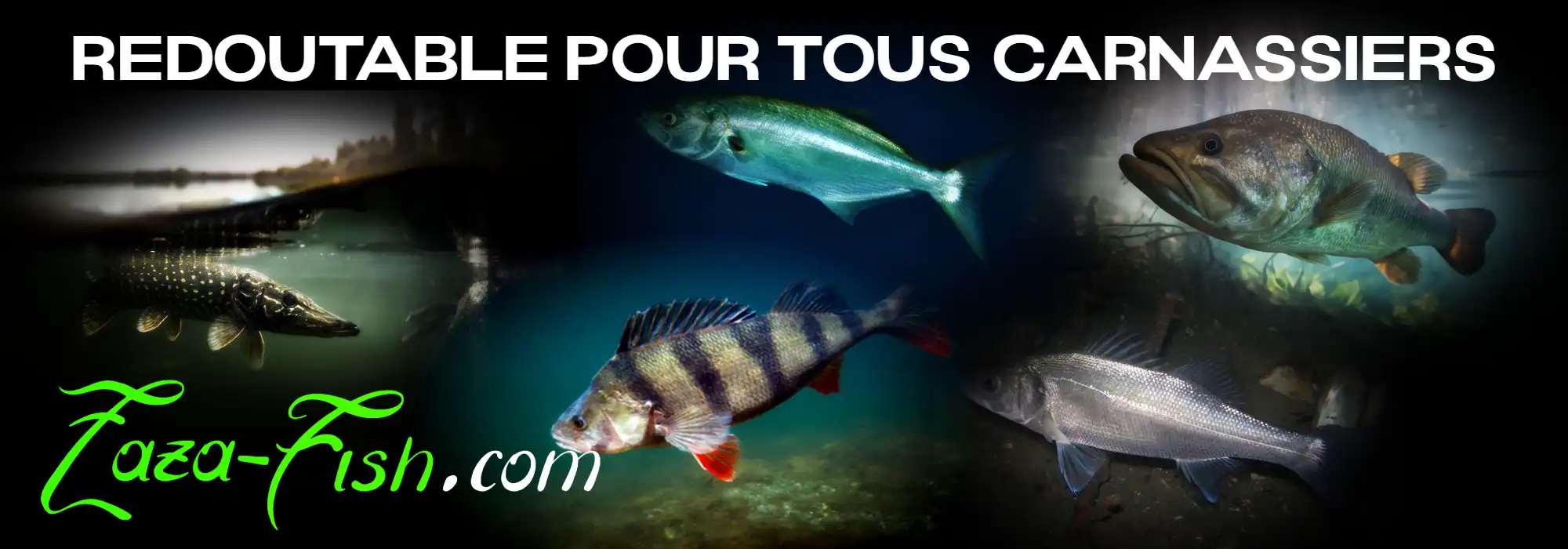 Espèces ciblées par le Megabass X-NANAHAN+2 SW : bars, brochets, perches et aspes.
