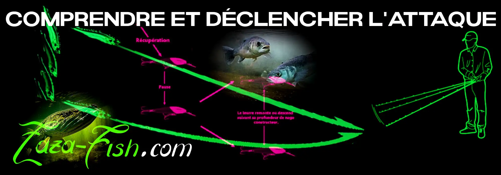 Montage comparatif montrant les réactions de différents carnassiers (brochet, sandre, bar) face aux