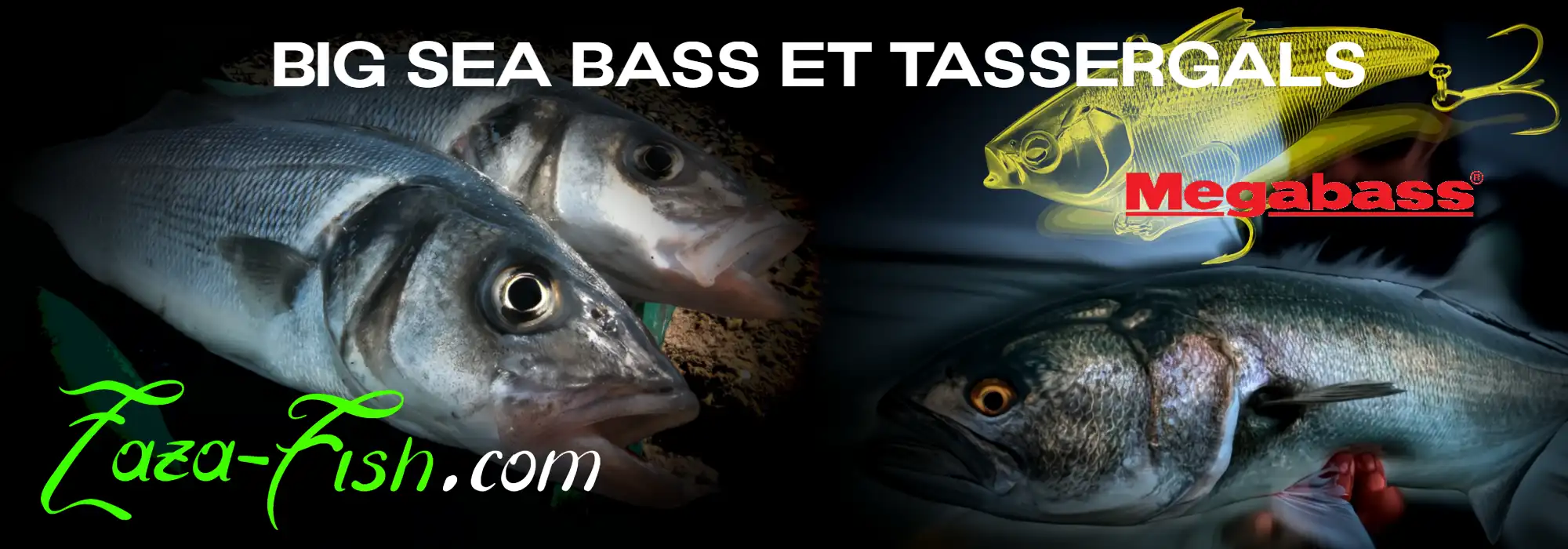 Le Megabass HADARA VIB, conçu pour la pêche des gros carnassiers en mer