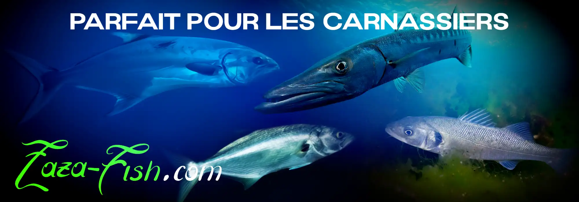 Espèces ciblées par le Blooowin 140J – Bar, Tassergal, Barracuda