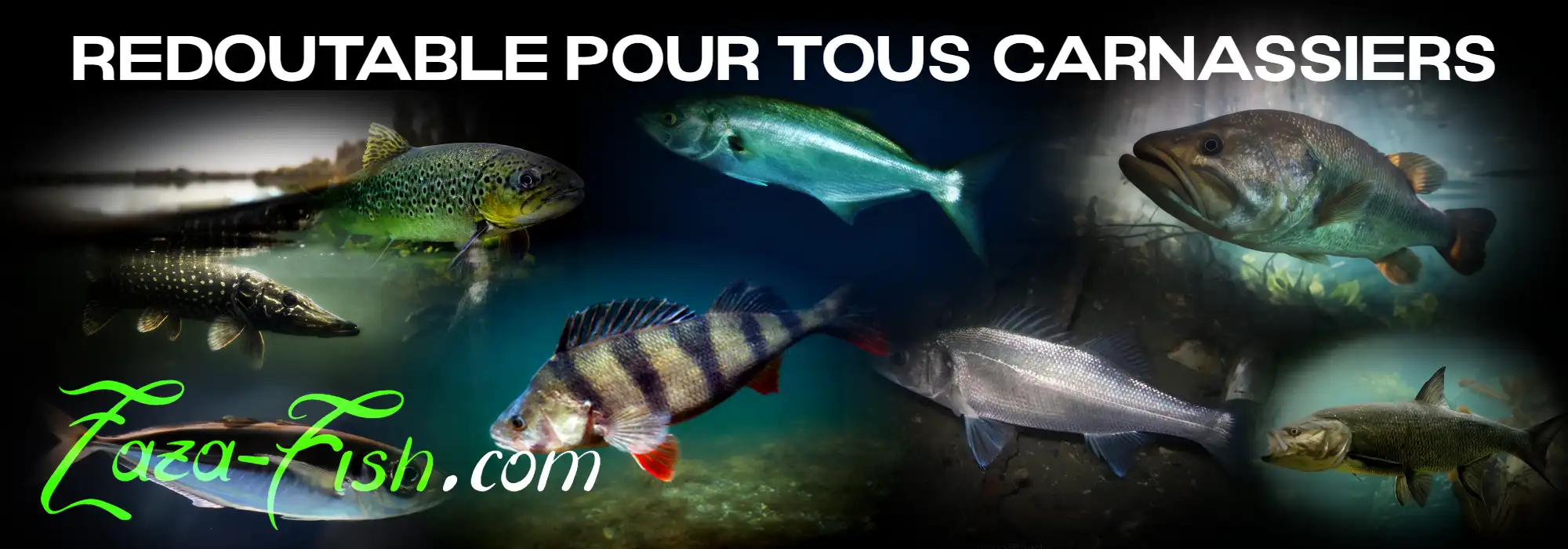 Espèces de poissons ciblées avec le BIRAN 70 – bar, dorade, sar, tassergal
