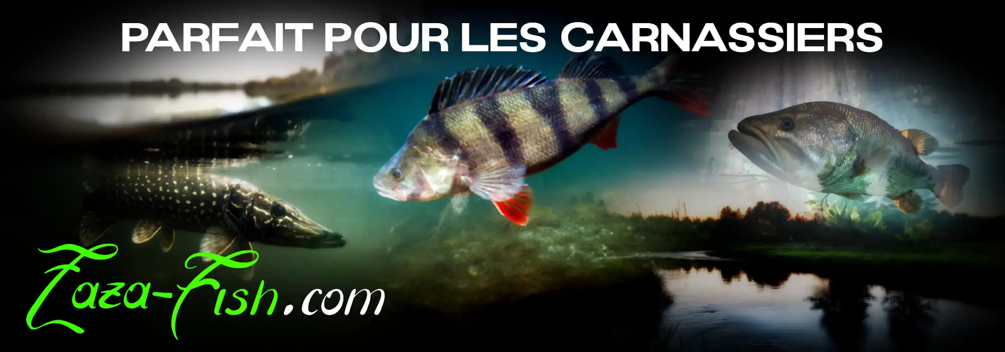 Espèces ciblées par le Megabass X-NANAHAN SLOW FLOATING : brochet, black bass, perche