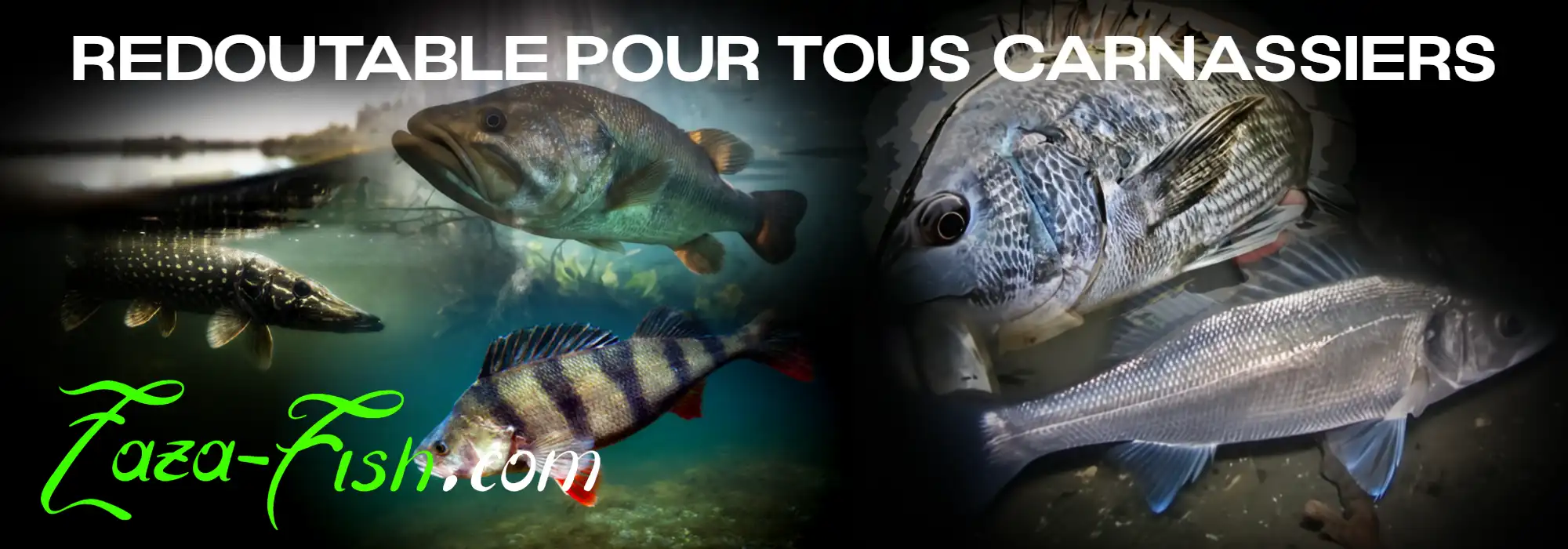 Black bass, perche et brochet - prédateurs ciblés par le GACHIPOP 60 BlueBlue